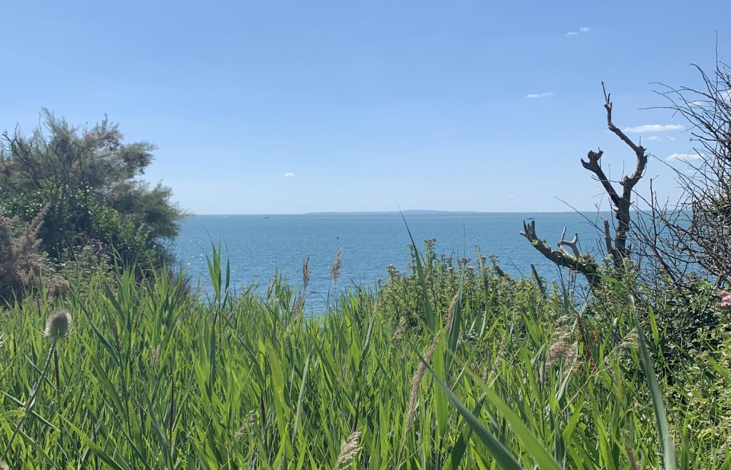Isle of Wight - sea on the horizon, seen through lush vegetation.
